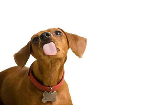 Illustration for article titled Shooting Challenge Pets Gallery 2